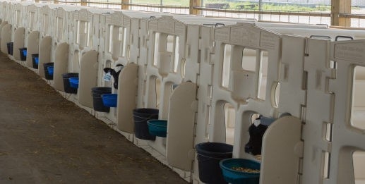 Beyaz LLDPE'den yapılmış yüksek kaliteli buzağı kalemi, güvenli ve rahat bir buzağı yetiştirme için ideal bir seçimdir