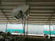 Hava Soğutma için 2200W Çinko Kaplı Sığır Ahır Fanları