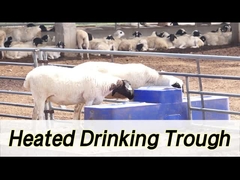 Yüksek Kapasiteli 260L Kapasiteli ve 190mm İçme Yüksekli İnek Suvarıcısı