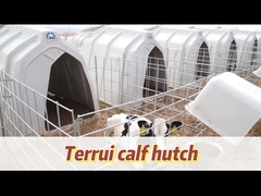 Buzağılar İçin Havalandırılmış Sığır Evi